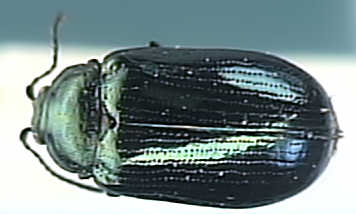 Phyllodecta vitelinae